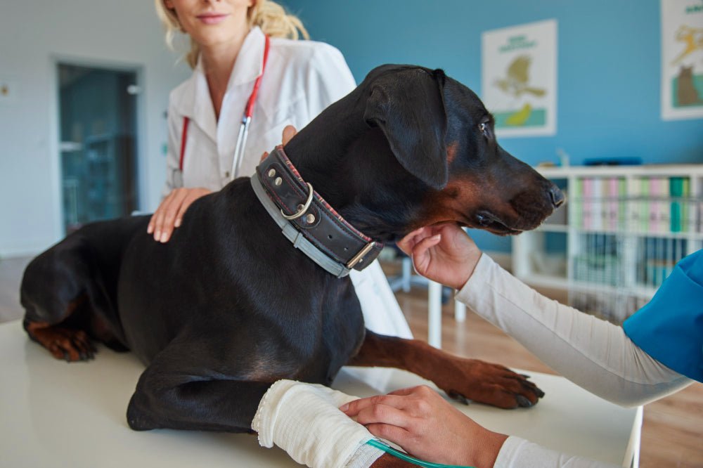 Dog Physician Orthopedic Care