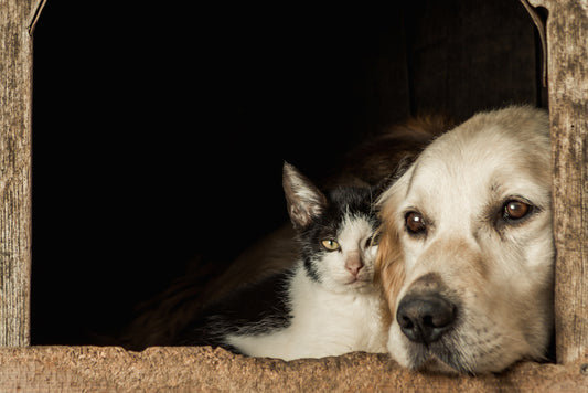 dog and cat in Pain