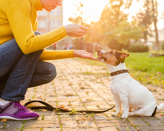 Unleashing the Power of AI-Driven Pet Training Apps