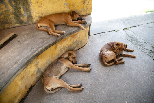 Enrichment Activities for Shelter Pets