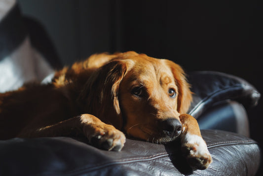 Early Signs of Pet Stress and Mental Health