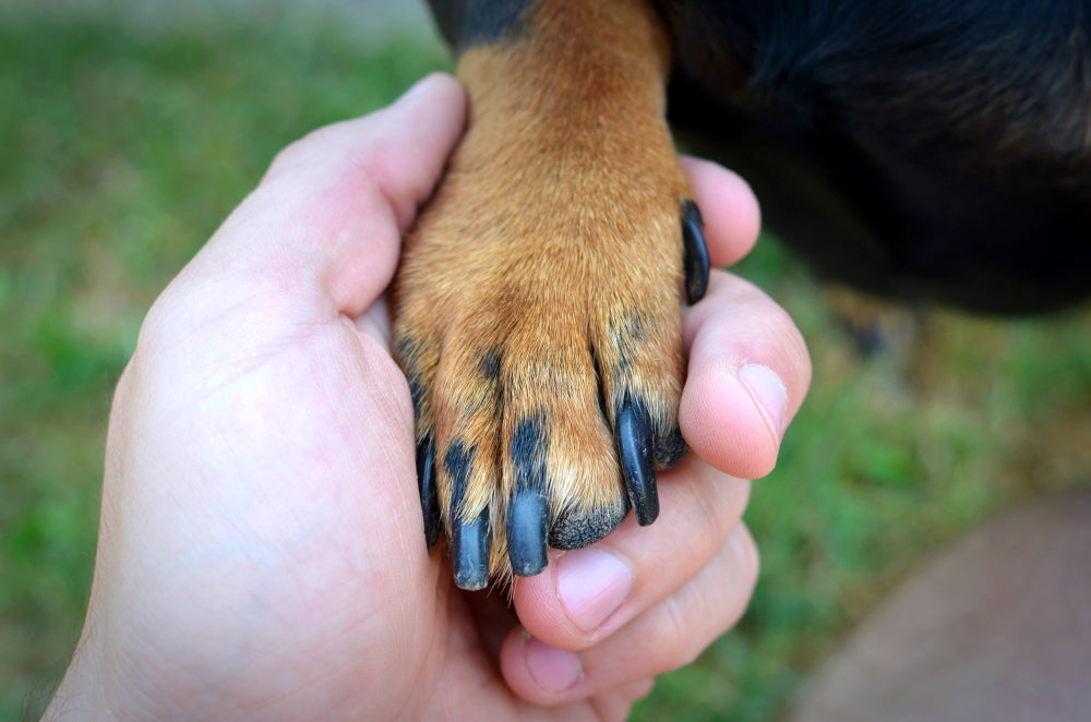 dog big nails