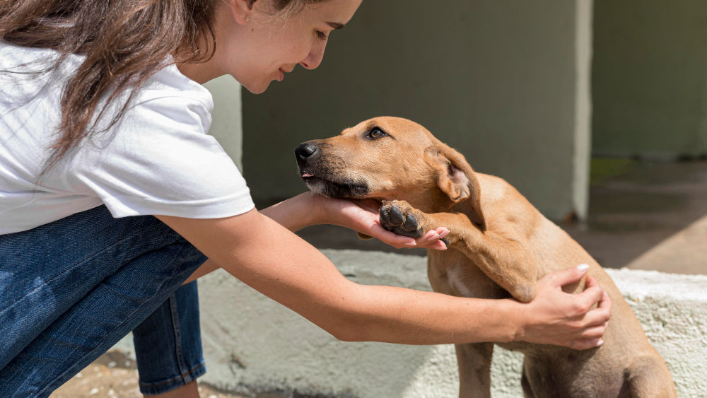 Preparing Your Home for a Shelter Pet