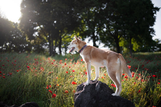 Positive Impact of Nature on Pet Mental Health