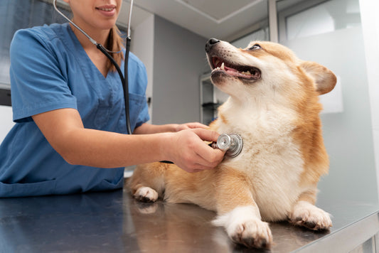 How Tech-Based AI is Revolutionizing Animal Medical Care