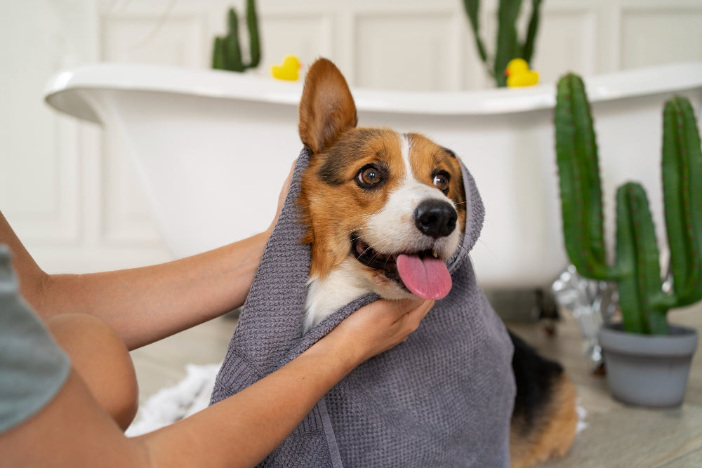 Why Regular Grooming is Essential for Pets