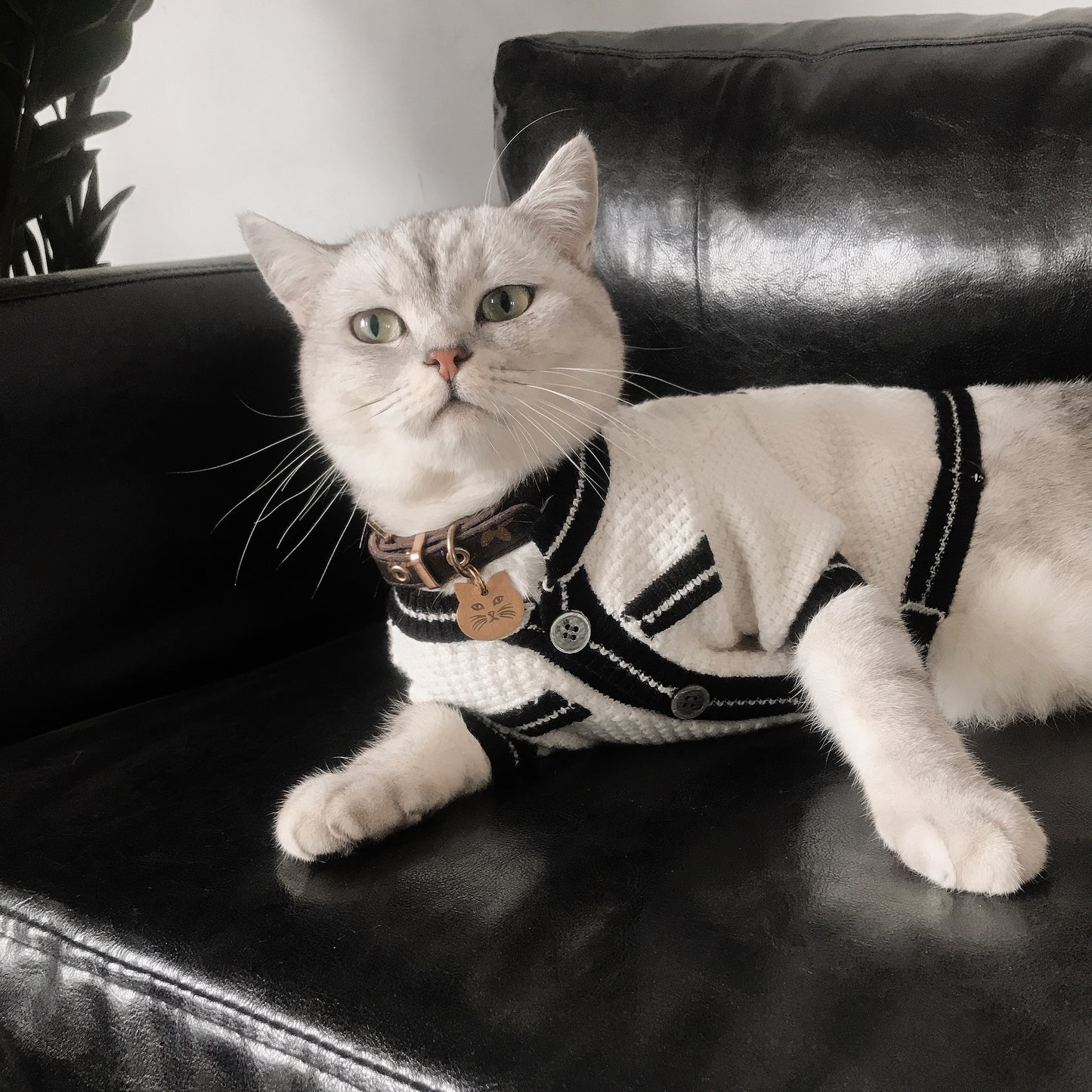 Cat Jacket Sweater